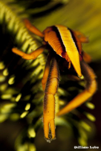 Crinoid Squat Lobster 2 by William Loke 